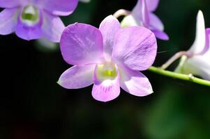 Purper orchidee of wit en Purper orchidee bloem, orchidee of orchidaceae foto