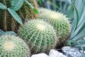 echinocactus grusonii, gouden vat cactus of sappig foto