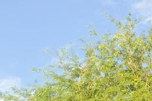 tamarinde boom of Indisch datum, tamarindus indica l of tamarinde of fabaceae en lucht foto