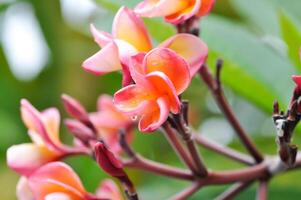 frangipani, frangipani bloem of pagode boom of oranje bloem foto