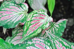 caladium ,caladium Thaise schoonheid of dieffenbachia seguine of caladium bicolor of araceae of roze blad foto