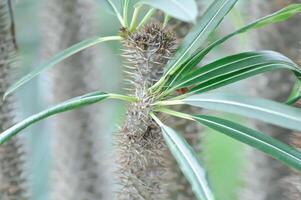 Madagascar palm, pachypodium of pachypodium Madagascar palm of pachypodium lamerei of pachypodium sofiense foto