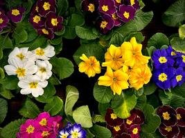 sleutelbloem primula vulgaris bloesem. veelkleurig land tuin primula bloemen, top visie. levendig bloemenlandschap vlak leggen. leven muur van primula sleutelbloem veelkleurig bloemen foto