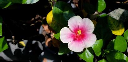 hibiscus of roze bloem met groen bladeren en muur achtergrond met kopiëren ruimte. mooi, schoonheid van natuur, boom en natuurlijk concept foto