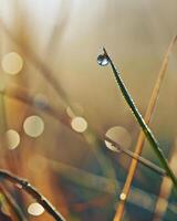 ai gegenereerd een laten vallen van water Aan een blad van gras foto