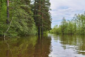 Woud glade overstroomd gedurende de overstroming foto