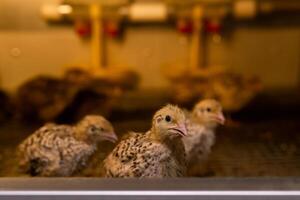 huiselijk kwartel baby kippen zijn gehouden in een broedster in een kip huis, detailopname foto