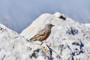 klein vogel alpine accentuering Aan wit stenen Aan een wazig achtergrond foto