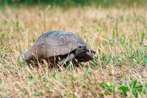 Grieks schildpad tussen droog gras buitenshuis foto