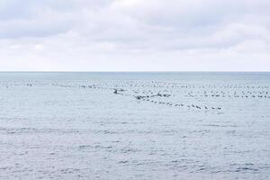 zeegezicht met een kudde van migrerend vogelstand vliegend laag over- de water foto