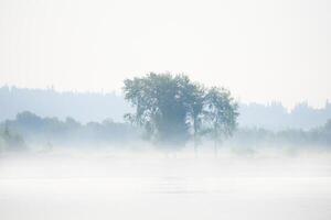 wild rivier- bank met boom in ochtend- mist foto