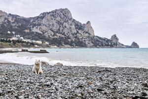 verdwaald wit kat zit Aan een kiezelsteen strand tegen de backdrop van kust- rotsen foto