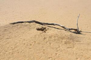 paddenkop agama hagedis in haar hol in de zand van de woestijn foto