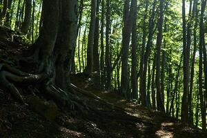 wortels van oud beuken boom groeit langs een berg pad in de Woud foto