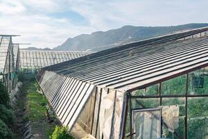 boerderij kassen met bergen in de achtergrond foto