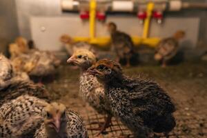 huiselijk kwartel baby kippen zijn gehouden in een broedster in een kip huis, detailopname foto