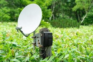 openbaar satelliet telefoon voor noodgeval communicatie tussen bamboe struikgewas in de wildernis in de reserveren foto