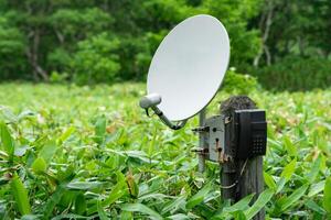 openbaar satelliet telefoon voor noodgeval communicatie tussen bamboe struikgewas in de wildernis in de reserveren foto