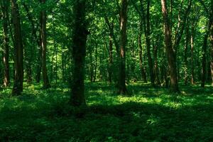 landschap in een schaduwrijk Woud struikgewas met dicht kreupelhout foto