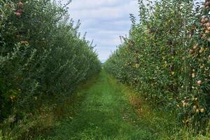 gangpad tussen rijen van jong fruit bomen Aan een appel plantage foto