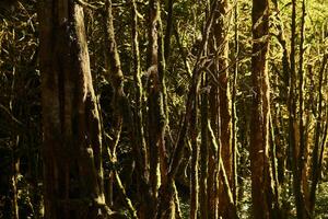 achtergrond - met mos bedekt boom boomstammen in de gematigd regenwoud foto