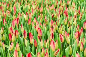 bloemen achtergrond - veld- van ongeopend tulpen foto