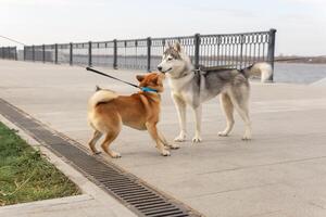 twee honden leerde kennen voor een wandelen foto