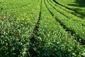 rijen van struiken Aan een thee plantage Aan een zonnig dag foto