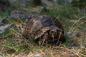 Grieks schildpad testudo grieks in de wild foto