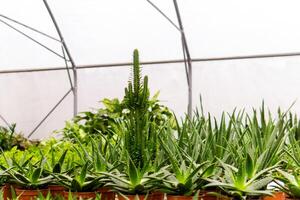 divers binnen- tropisch planten in de kas foto