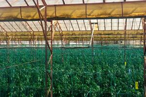 interieur van een industrieel kas met groeit peper zaailingen foto