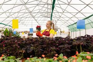 vrouw bloemist in een kas met kamerplanten foto