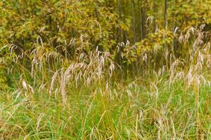 herfst vegetatie - droog gras Aan de achtergrond van een vergeling struiken foto