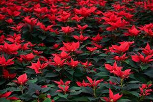 veel helder rood kerstster bloemen toenemen in de tuin foto