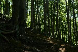 berg spoor in een oud donker beuken bosje foto