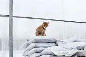 boerderij kat beschermt de kas van knaagdieren foto