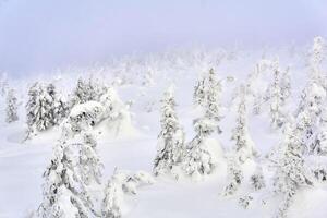 alpine winter besneeuwd Woud in een sneeuw wolk foto