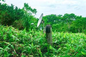 openbaar satelliet telefoon voor noodgeval communicatie tussen bamboe struikgewas in de wildernis in de reserveren foto