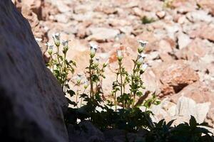 bloemen toenemen in de schaduw van een steen in de woestijn foto