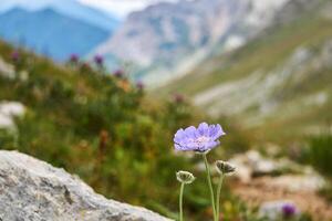 blauw bloem van Kaukasisch speldenkussen bloem scabiosa caucasica Aan wazig alpine achtergrond foto