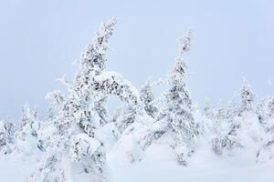 besneeuwd berg bomen tegen de winter lucht foto