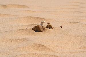 woestijn hagedis paddenkop agama gluurt uit van achter een duin tussen de zand foto