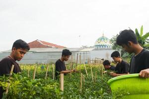 5 jong Aziatisch boeren zijn sorteren pepers voor oogst in de tuin. gedurende de dag gebruik makend van traditioneel gereedschap en zwart t-shirts foto