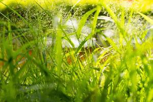 levendig groen schoonheid van gras. onderzoeken de fijne kneepjes van gras messen en Ontdek de vraagt zich af van natuur met verbijsterend detailopname fotografie. foto