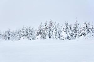 winter berg landschap - besneeuwd Woud foto