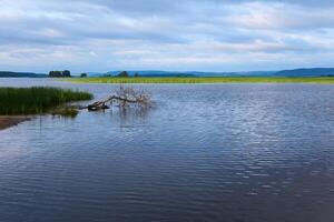 landschap van een overstroomd rivier- overstromingsvlakte met riet foto