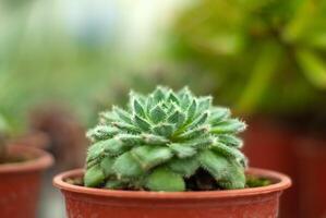 pot met sappig echeveria detailopname foto