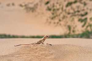 woestijn hagedis geheim paddenkop agama phrynocephalus mystaceus Aan de zand duin van sarykum foto