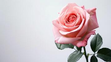 ai gegenereerd roze roos bloem Aan wit achtergrond foto