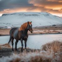 ai gegenereerd IJslands landschap versierd met prachtig paard creëert een verbijsterend visie voor sociaal media post grootte foto